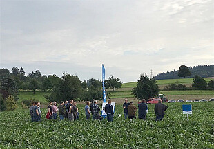 Strubes Feldtag in Hindelbank (Schweiz): Daniel Bieri präsentiert Zuckerrübensorten