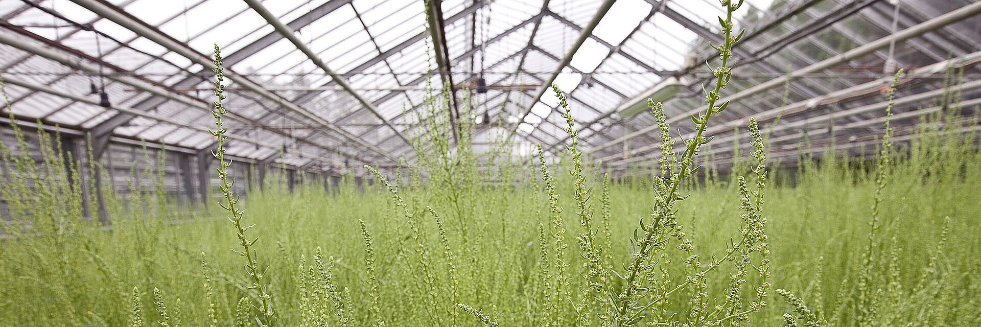 Strube Breeding: sugar beet greenhouse