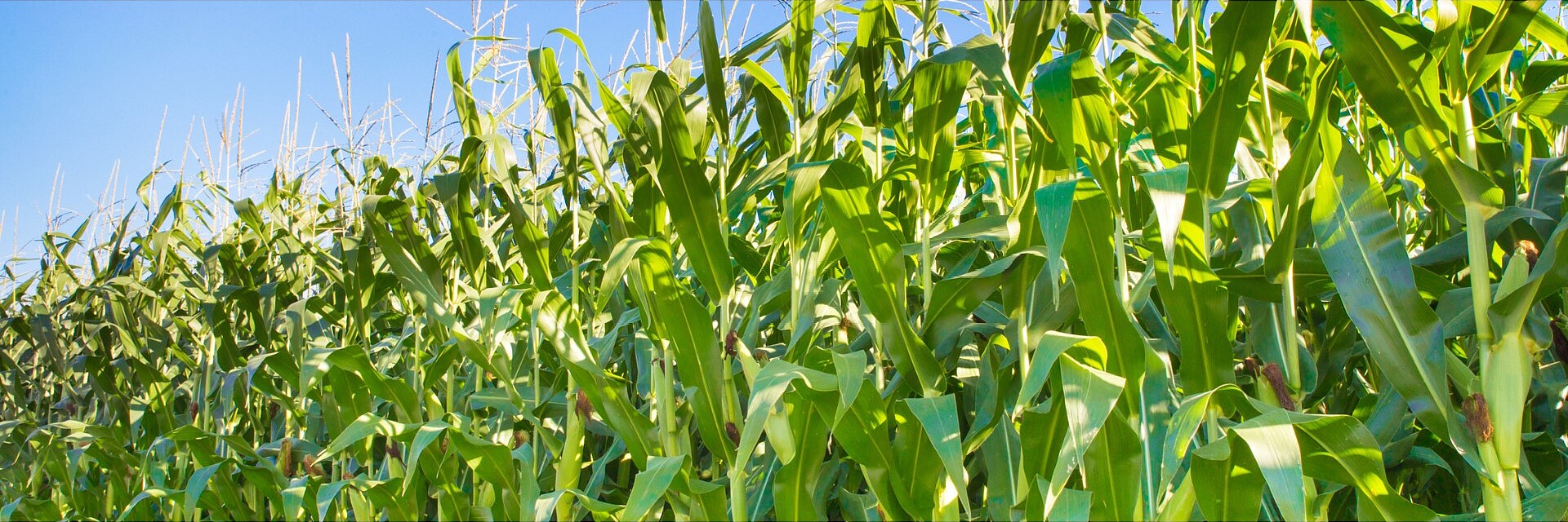 Dojrzewające pole kukurydzy