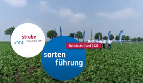 Strube Saatzucht- Unsere Sortenführung für Zuckerrüben in Norddeutschland