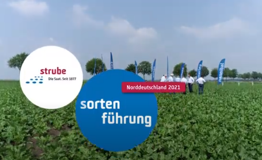 Strube Saatzucht- Unsere Sortenführung für Zuckerrüben in Norddeutschland