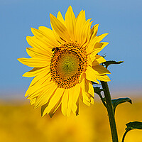 Strube - sunflower with bee