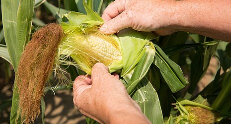 Strube Saatzucht: Überprüfung der Reife eines Maiskolbens