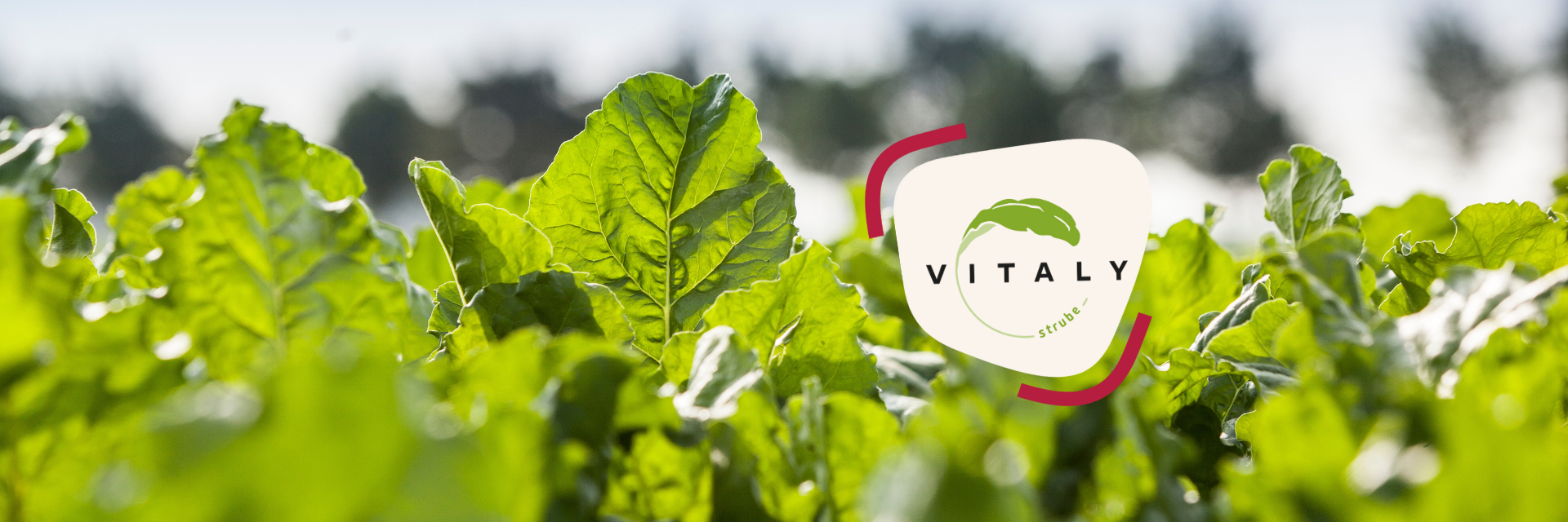 Healthy sugar beet field with VitalY Logo