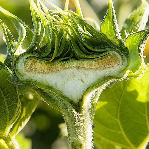 Querschnitt einer Sonnenblumenknospe