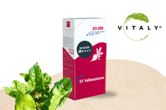 Toleranz viröse Vergilbung Toleranz viröse Vergilbung