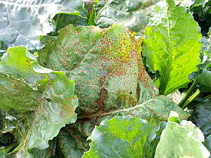 Optimal conditions for rust are higher humidity and medium temperatures (15 to a maximum of 22°C). Rust of sugar beet can be relevant when it comes to yield losses. 