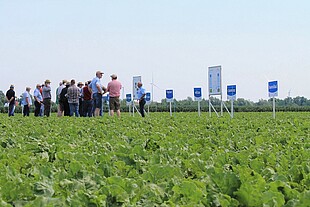 Strube Saatzucht Feldtag in Asel Beratung im Feld Zuckerrübe