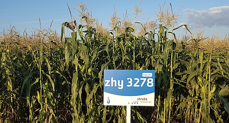 Strube Nederland - Schild in maïsveld