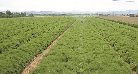 Campo de propagación: las remolachas azucareras masculinas y femeninas se plantan en hileras una al lado de la otra para la fertilización.