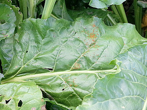 For Rust small colored pustules appear on the leaves of the sugar beet. 