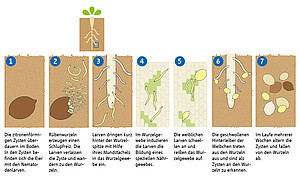 Nematodenentwicklung