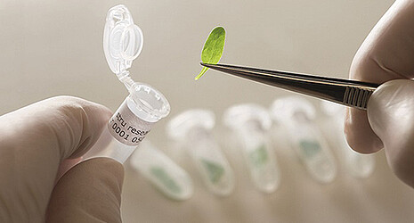 Plant piece of a sugar beet is carefully initiated into a test glass