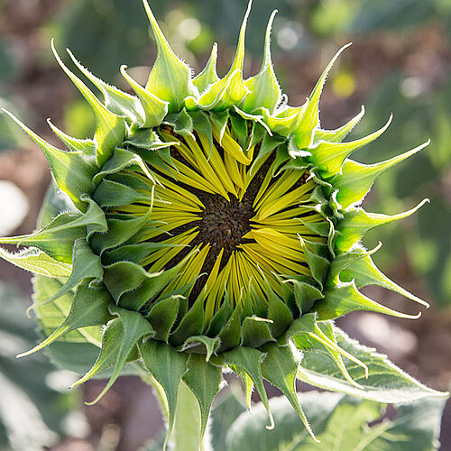 Anfangsstadium der Blütenbildung einer Sonnenblume