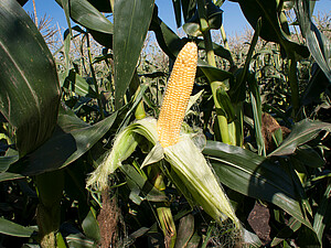 Strube  Семена -  сладкая кукуруза
