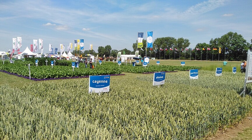 Weizen- und Zuckerübensorten auf dem Feldtag