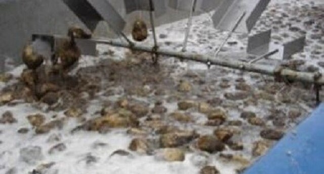 Harvested sugar beets are washed in the Weber Cleaner