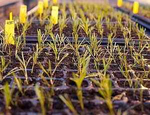 Strube Double-Haploide Technology -  wheat seedlings