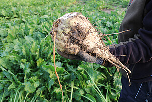 Sucré, sain sur le plan foliaire et stable sur le plan SBR 