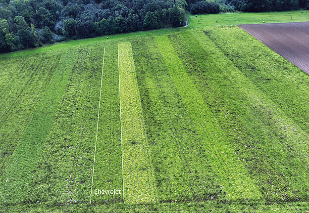 Varieties in strip cultivation infected with SBR and Stolbur; the Chevrolet variety shows good stability under infection, September 2024