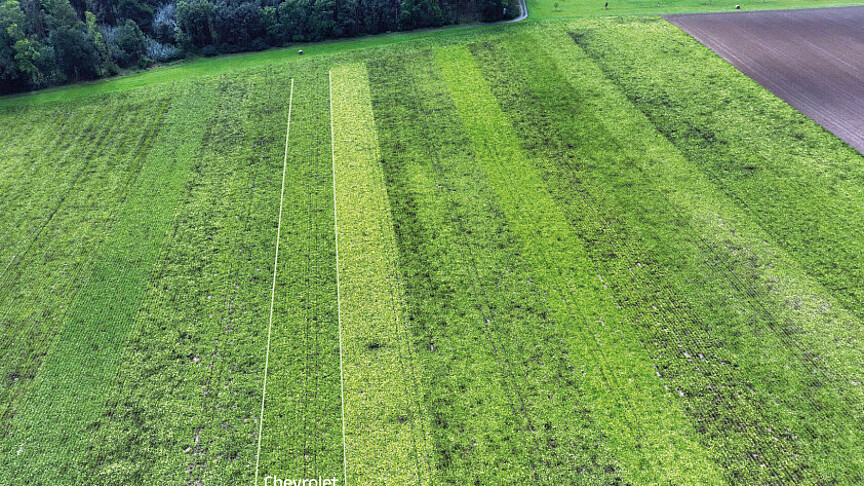 Varieties in strip cultivation infected with SBR and Stolbur; the Chevrolet variety shows good stability under infection, September 2024