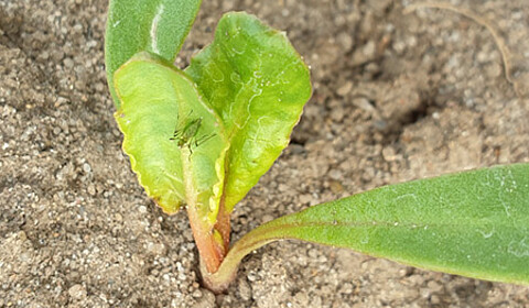 aphid in sugar beet