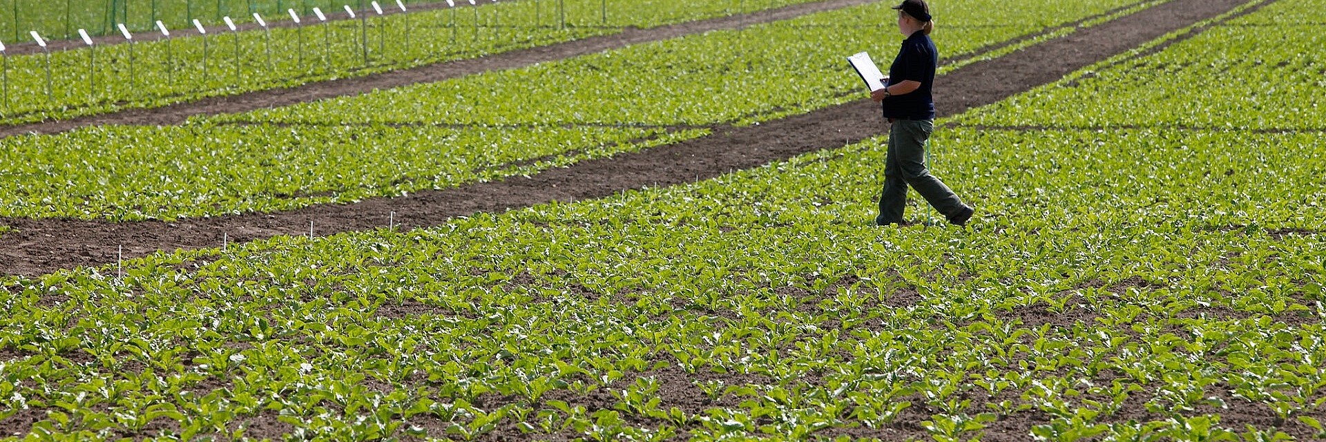 Antje Schneider analyzes the emergence of the sugar beet