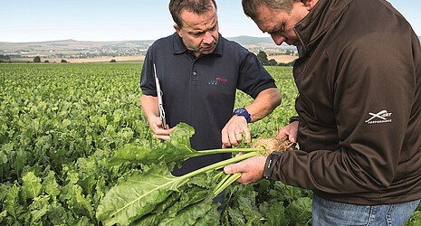 The farmer and cultivation adviser inspect the sugar beet in the field