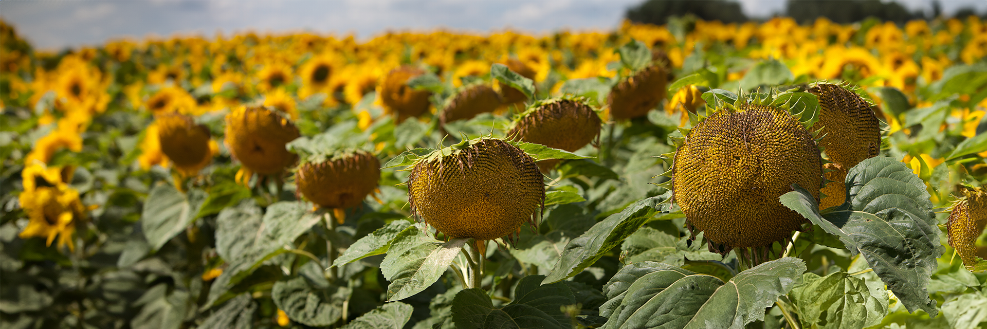 Ripening sunflowers from Strube with large heads