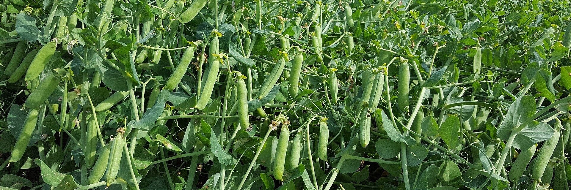Field with ripe Vining peas from Strube