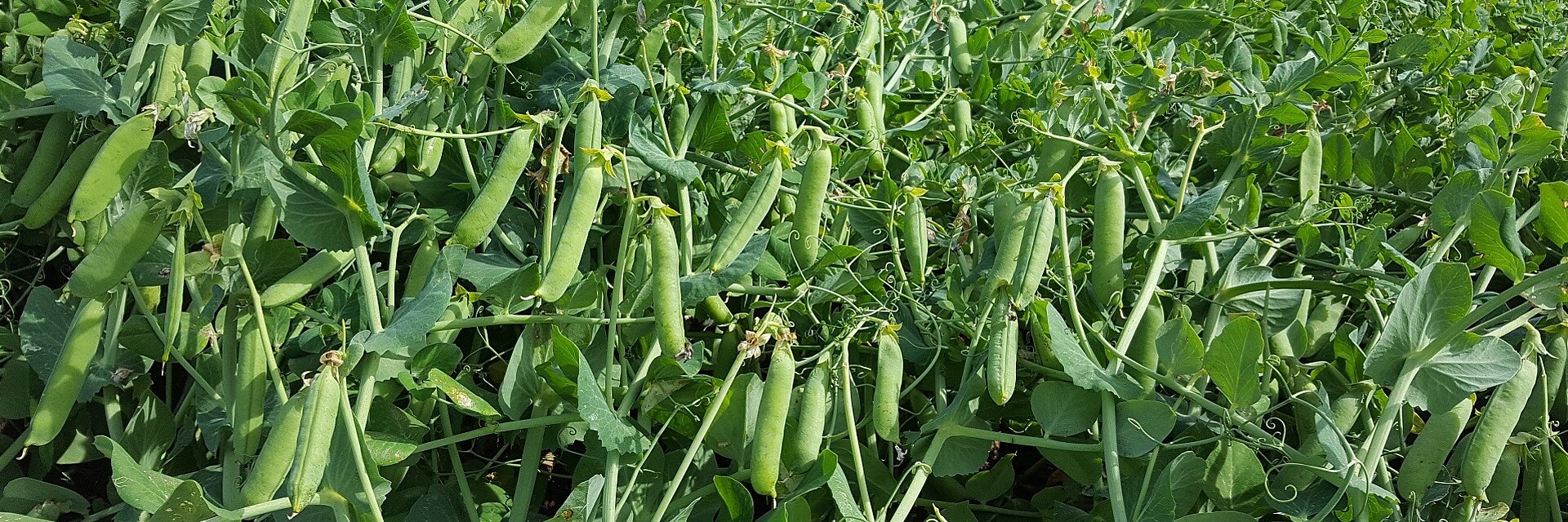 Strube Saatzucht Speiseerbse Feld Schoten