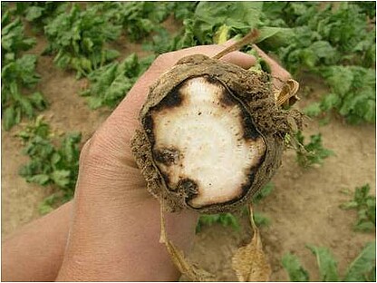 Rhizoctone - champignons