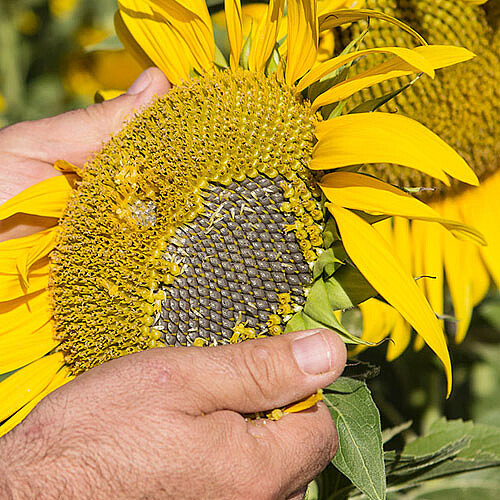 Checking the ripeness of the sunflower grains 