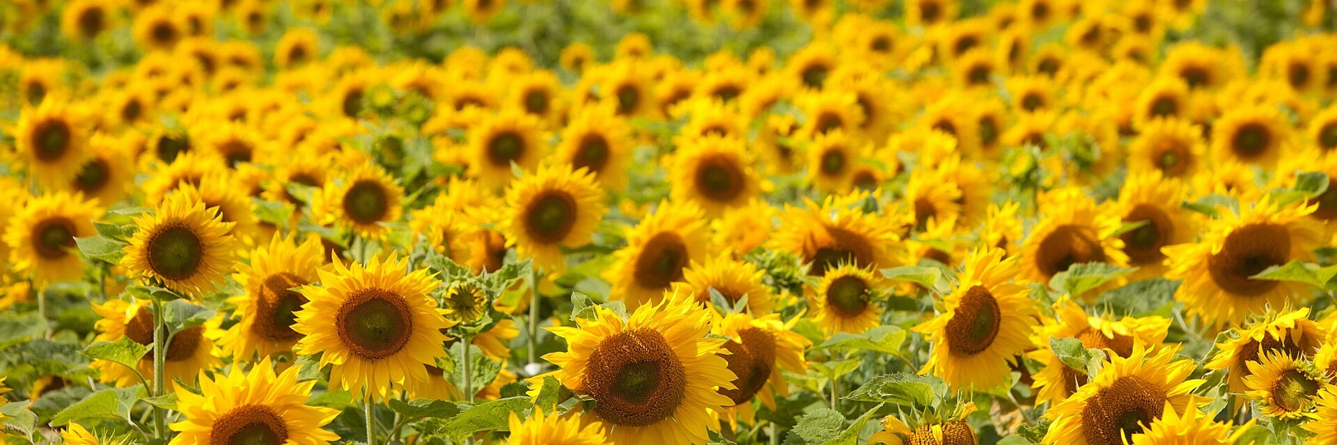 Strube Saatzucht Sonnenblume