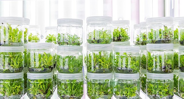 Strube Saatzucht Biotechnologie In vitro