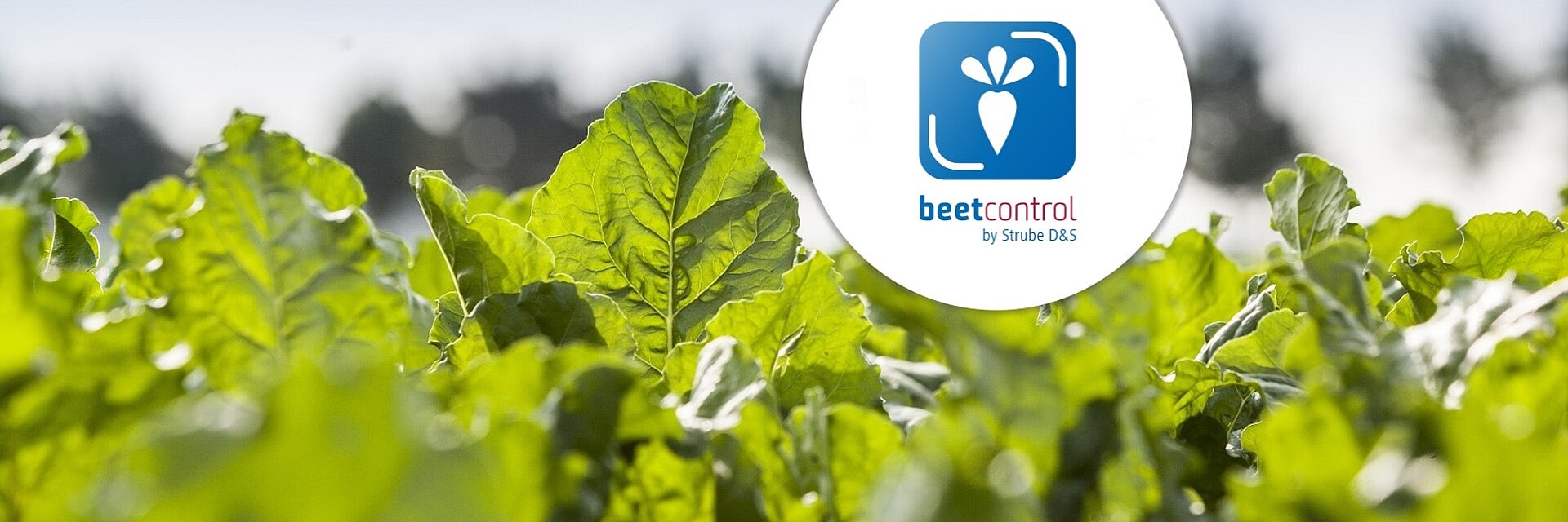 Strube - sugar beet field