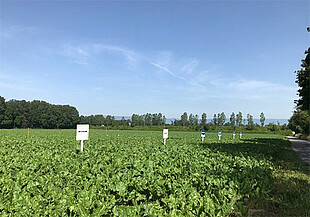 Strubes Feldtag in Avenches (Schweiz): Zuckerrübenversuchsfeld im Sommer