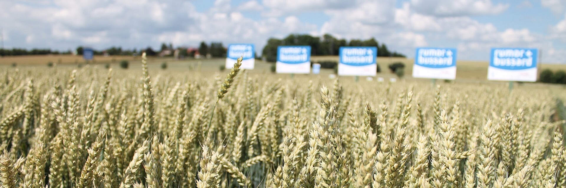 Strube seed wheat field