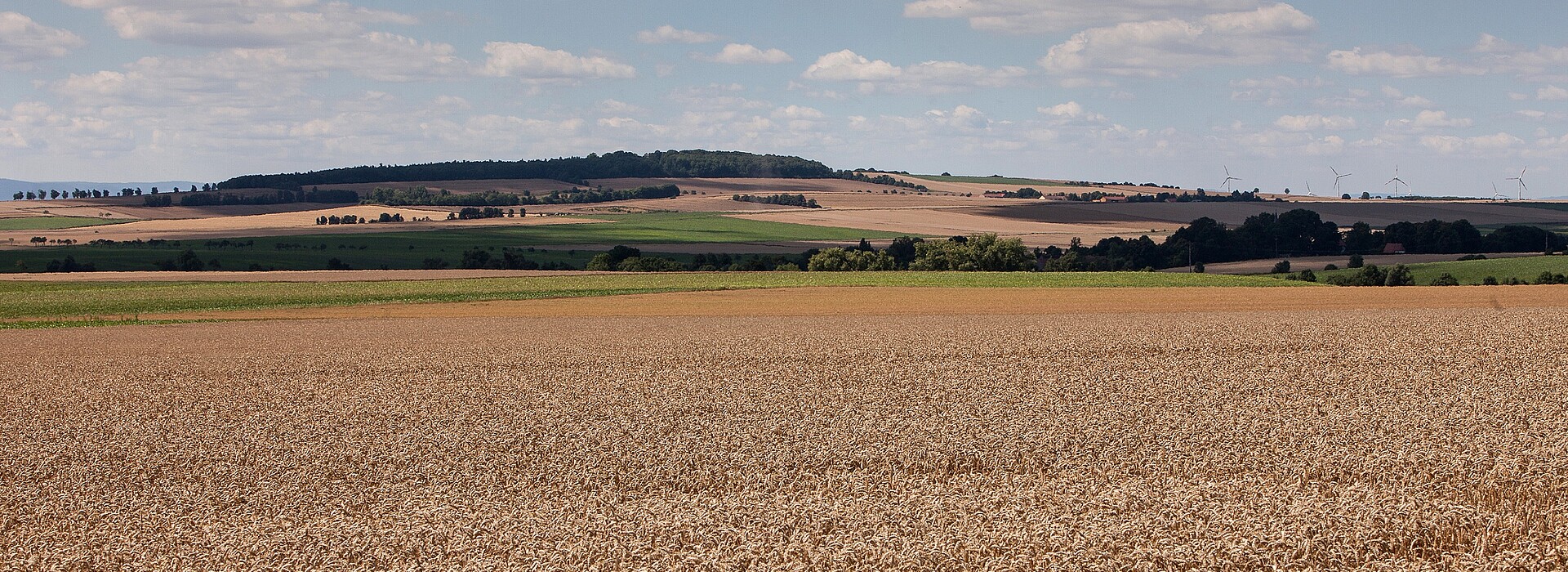Blé de Strube