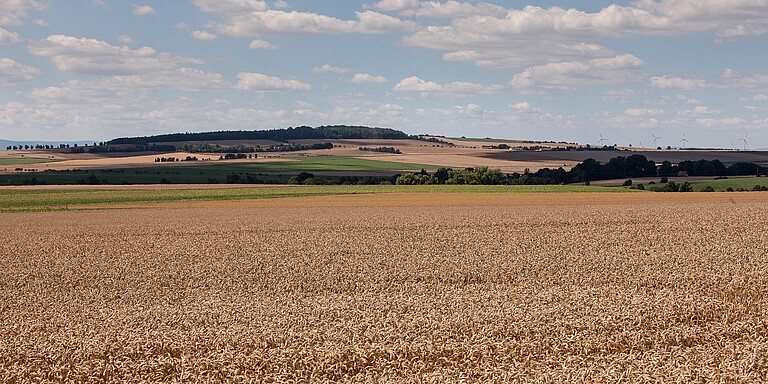 Pšeničné pole od Strube  