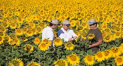 Strube Saatzucht Österreich - Beratung im Sonnenblumenfeld