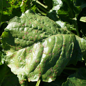 Blattflecken - Cercospora