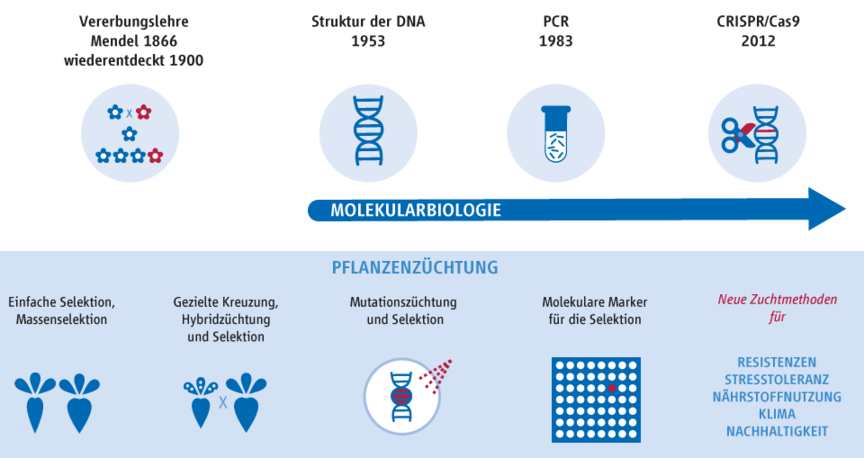 Grafik: Wird CRISPR/Cas neue Methoden für die Pflanzenzüchtung bringen? Grafik: Wird CRISPR/Cas neue Methoden für die Pflanzenzüchtung bringen?