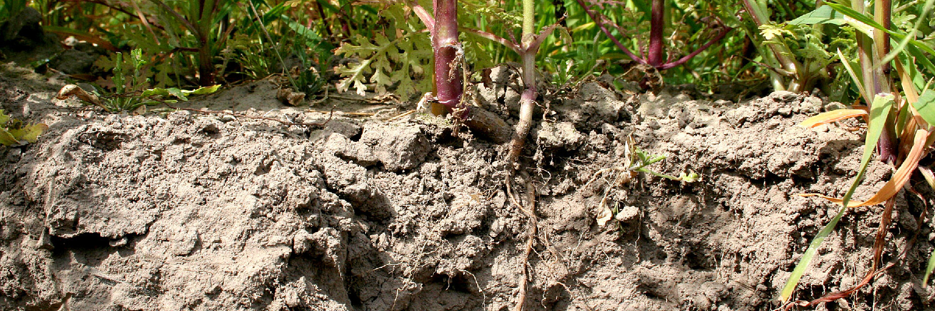 Humusaufbau und Carbon farming