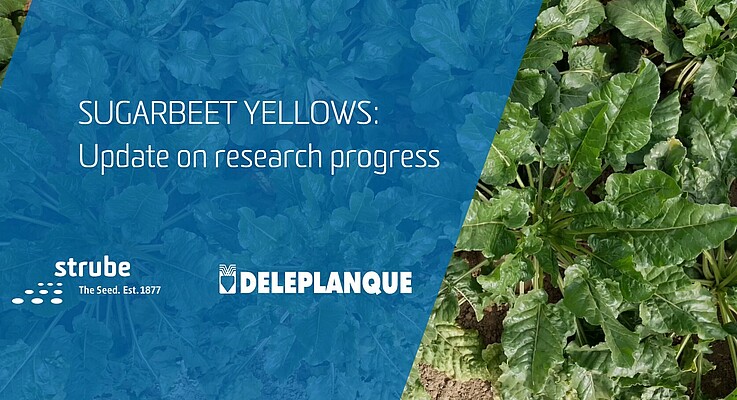 Solutions to Virus Yellows in sugar beet