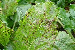 Feuilles de betteraves infestées par le Cercospora.