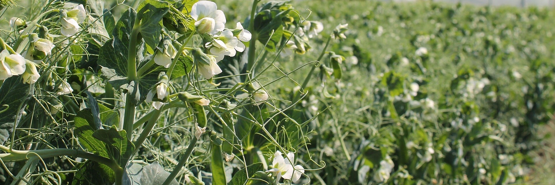 Field with flowering vining peas