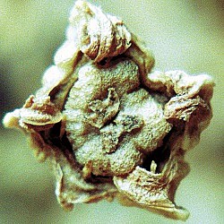 1991 Strube Sugar beet seeds