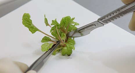 The sugar beet seedling is broken up into small pieces with a scalpel
