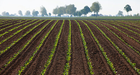 Strube pictures of a sugar beet field